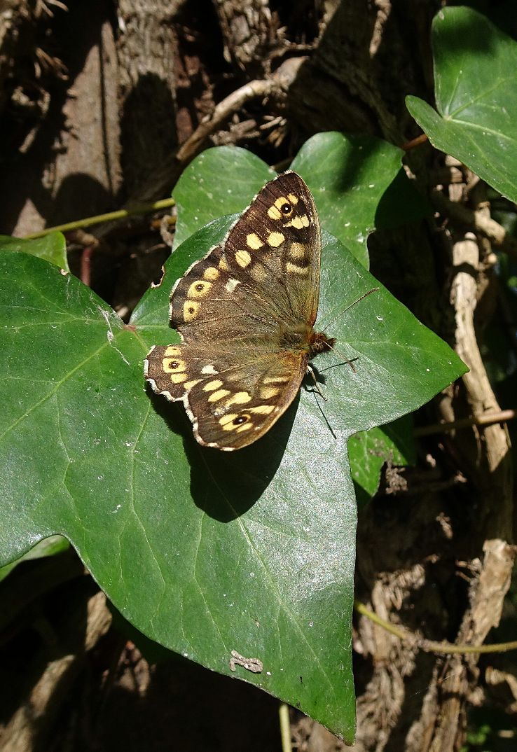 SpeckledWood Stanwell Moor 11 Apr