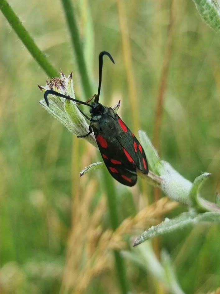 Six-spot Burnet - Chris Hankinson