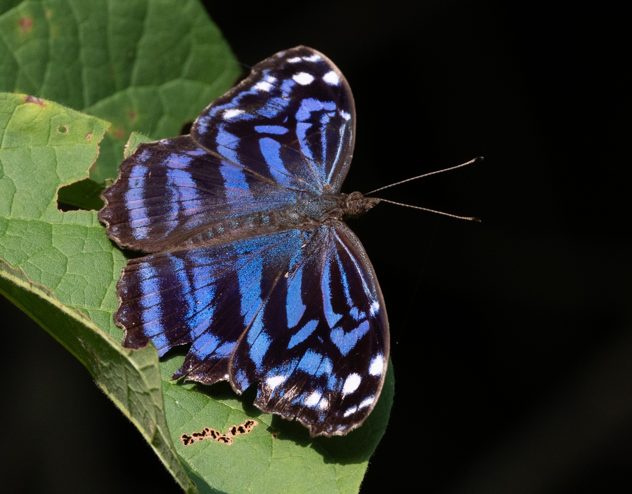 Mexican Bluewing