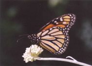 Monarch 2003 - Clive Burrows