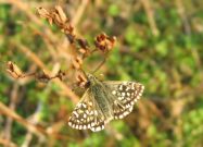 Grizzled Skipper 2006 - Andrew Palmer