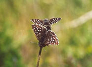 Grizzled Skipper mating 2001 - Andrew Middleton
