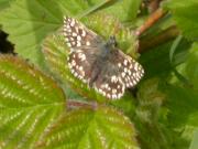 Grizzled Skipper, Aldbury Nowers, Malcolm Hull