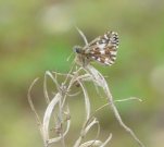 Grizzled Skipper 2008 - Andrew Wood