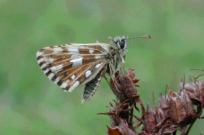 Roosting Grizzled Skipper 2004 - Andrew Middleton