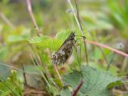 Grizzled Skipper with only one antennae, Waterford Heath, Steve Lane