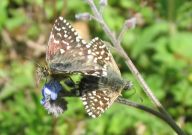 Mating Grizzled Skipper 2006 - Andrew Palmer