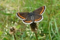 Brown Argus 2009 - Clare Gray