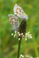 Brown Argus 2009 - Clare Gray