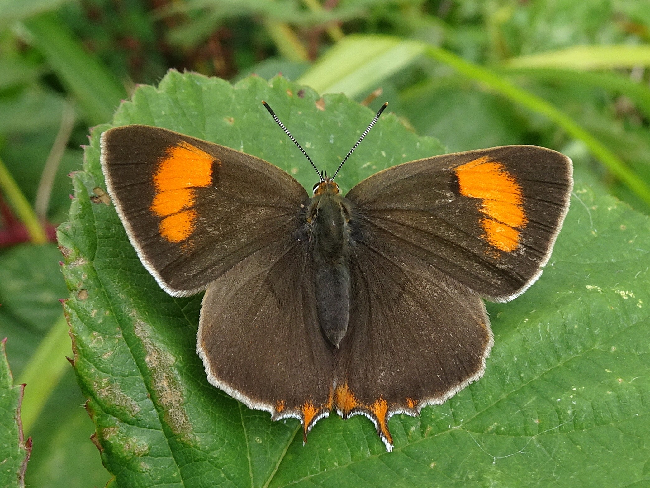 Brown Hairstreak 2023 - Dave Miller