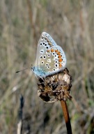Common Blue 2010 - Dave Miller