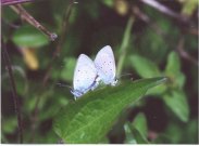 Small Blue mating pair 2001 - Andrew Middleton