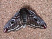 1643 Emperor moth Liz Goodyear