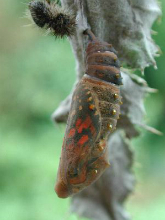 Painted Lady pupa changing colour - Andrew Middleton