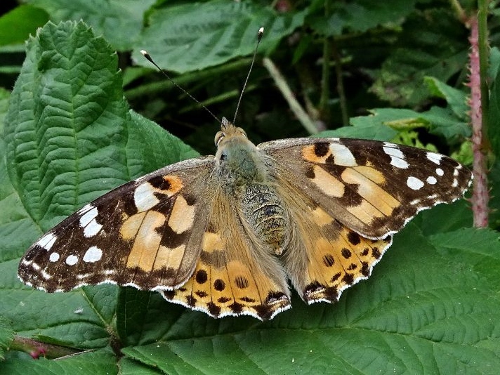 Painted Lady 12Aug19 - Dave Miller