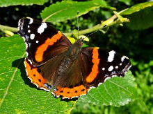Red Admiral 2016 - Dave Miller