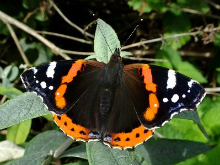 Red Admiral 2017 - Dave Miller