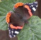 Red Admiral 2002 - Andrew Wood