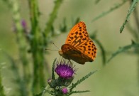 Silver-washed Fritillary 2010 - Clive Burrows
