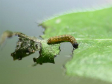 White Admiral caterpillar 2006 - Glen Barnes