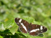 White Admiral 2004 - Malcolm Hull