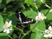 White Admiral 2005 - Marion Moss