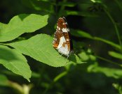 White Admiral 2007 - Andrew Wood