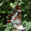 White Admiral 2010 - Laurence Drummond