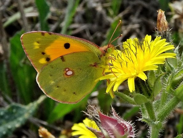 Clouded Yellow 22Sep19 - Dave Miller