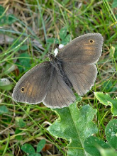 Meadow Brown 2015 - Dave Miller