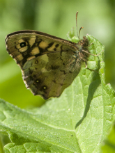 Speckled Wood 2017 - Bob Clift