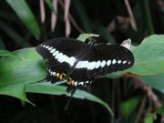 Papilio demolion 2006 - Richard Bigg