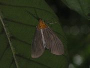 Unknown moth 2007 - Richard Bigg