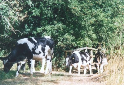 The cows crossing the new bridge