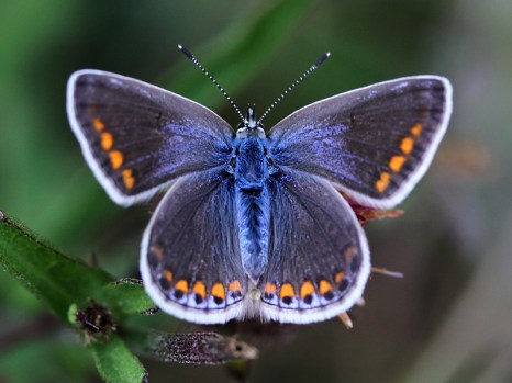 Female Common Blue Rachel Piper