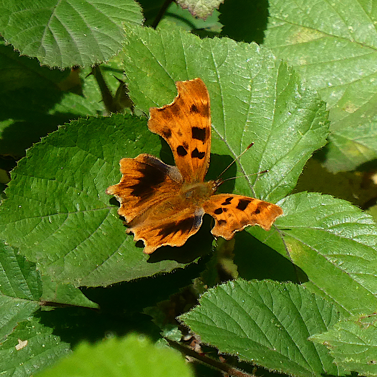 Comma ab reichstettensis
