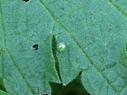 Comma egg Millennium Wood 5 Apr 17