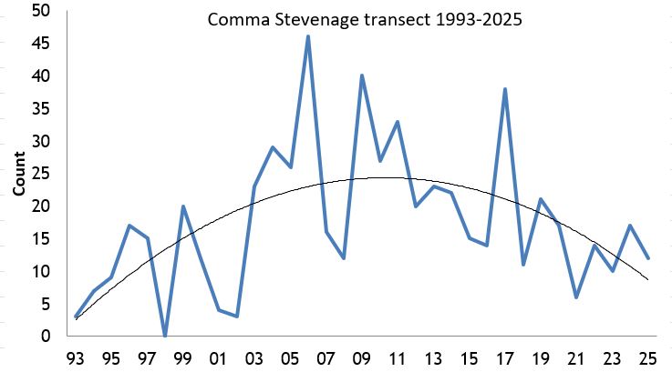 Comma Stevenage transect abundance chart