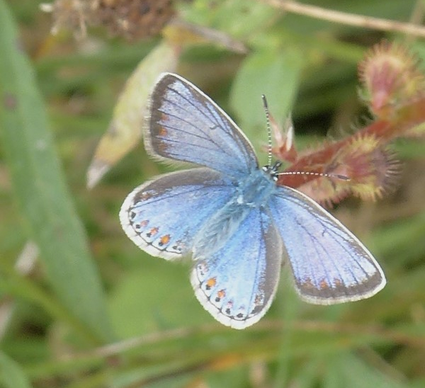 Common Blue Norton Green Common 15 Sep 14