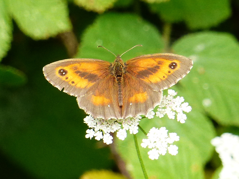 Gatekeeper at Norton Green Common 21 Jul 16