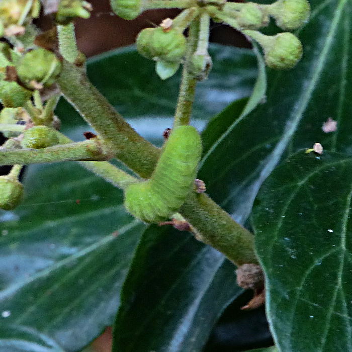 Holly Blue larva Stevenage 30 Sep 19