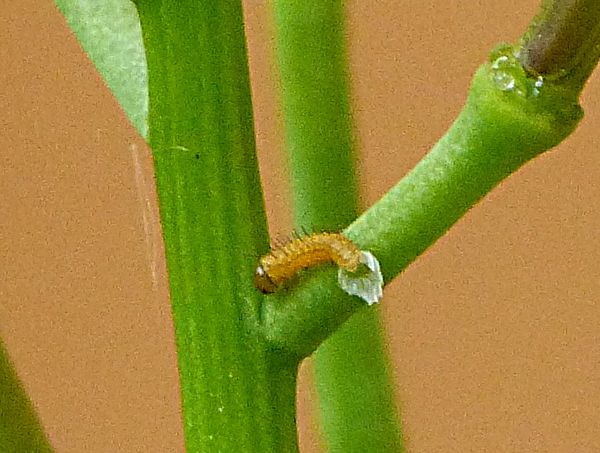 Orange-tip larva Stevenage garden 14 May 18