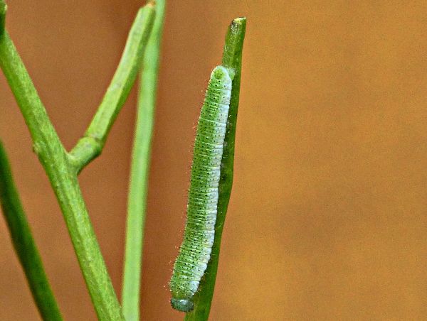 Orange-tip larva Stevenage garden 31 May 18