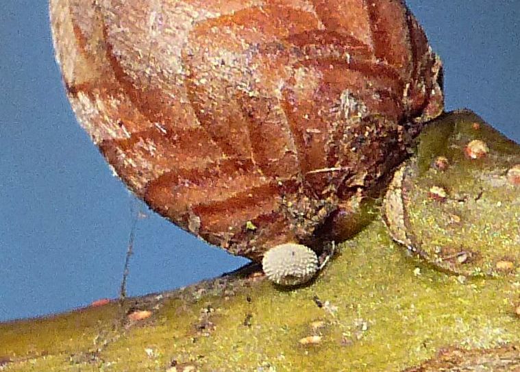 Purple Hairstreak egg Watery Grove 22 Dec 18