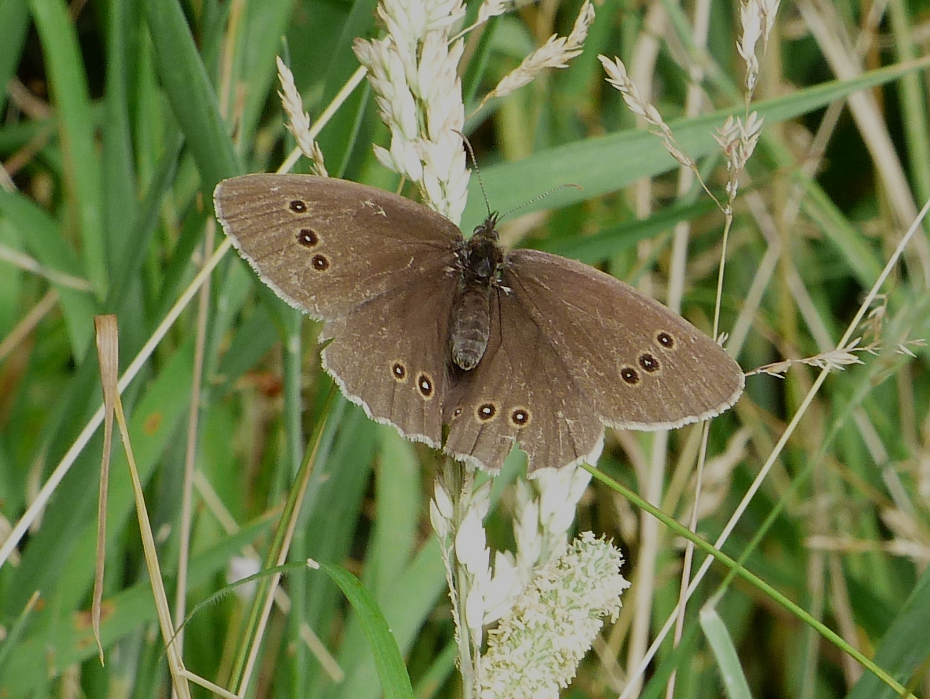 Ringlet aberration 29 Jun 25