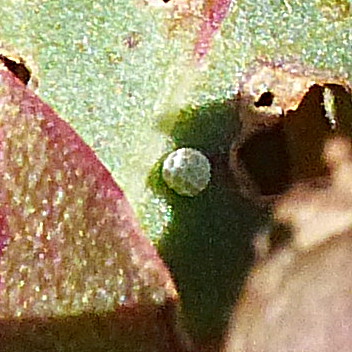 Small Copper egg Stevenage garden 5 Aug 18