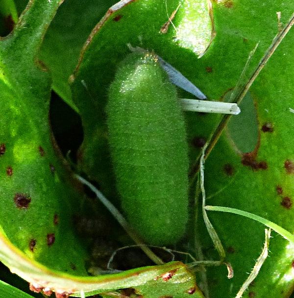 Small Copper larva Stevenage garden 5 Sep 18