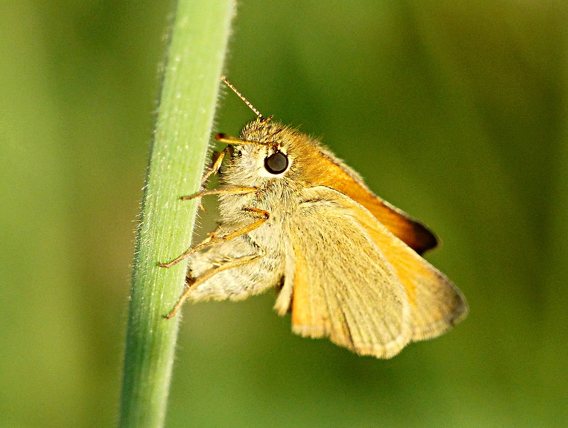 Small Skipper egg-laying Norton Green Common 16 Jul 19