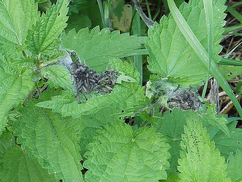 Small Tortoiseshell larvae Fairlands Valley Park 21 Jul 14