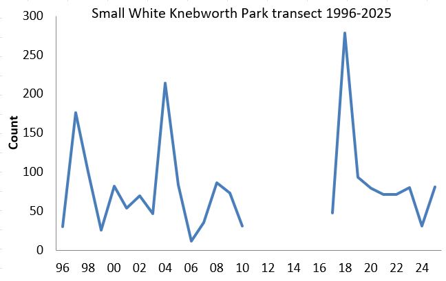 Small White Knebworth Park transect abundance chart Small White Knebworth Park transect abundance chart